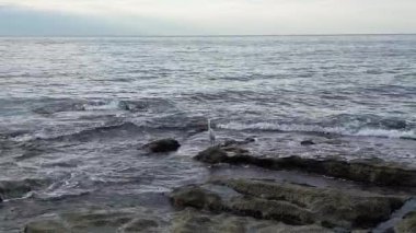 Okyanus Kuşu Kayalıkları. Akdeniz kıyısındaki Akbalıkçıl. Yüksek kalite 4k görüntü