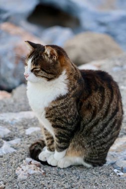Tombul bir kedi kayalık bir sahilde oturur. Yüksek kalite fotoğraf