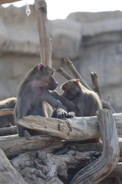 Babun oturuyor. Maymun hayvanat bahçesinde izliyor. Yüksek kalite fotoğraf