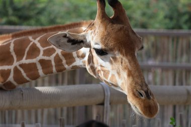 Zürafayı besliyor. Zürafa yaprak yiyor. Yüksek kalite 4k görüntü