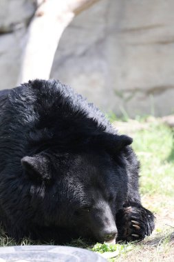 Kayalık bir ayı kuşatması. Bir Asya kara ayısı kereviz yer. Yüksek kalite 4k görüntü