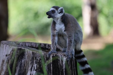 Lemurlar dallara tırmanıyor. Etrafı sarmış komik bir lemur. Yüksek kalite fotoğraf
