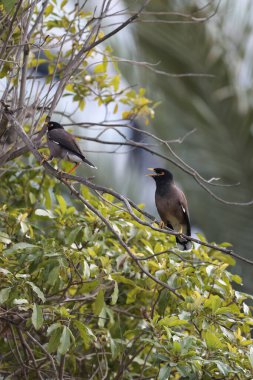 Kuş dışarı tünemiş. Mynas, sarı gagalı ve pençeli. Yüksek kalite 4k görüntü