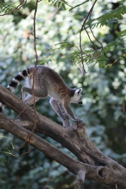 Lemurlar dallara tırmanıyor. Etrafı sarmış komik bir lemur. Yüksek kalite fotoğraf