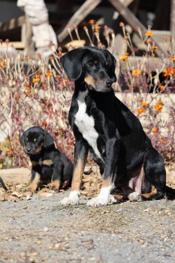 Köpekler dışarıda dinleniyor. Sonbaharda bahçede köpekli bir köpek. Çok kaliteli bir fotoğraf.