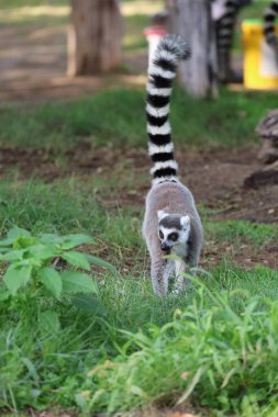 Lemurlar dallara tırmanıyor. Etrafı sarmış komik bir lemur. Yüksek kalite fotoğraf