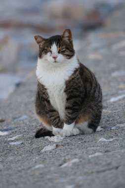Tombul bir kedi kayalık bir sahilde oturur. Yüksek kalite fotoğraf