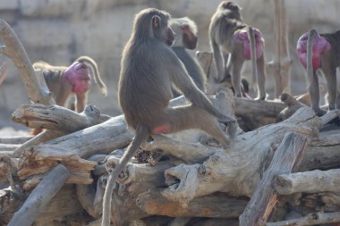 Babun oturuyor. Maymun hayvanat bahçesinde izliyor. Yüksek kalite fotoğraf
