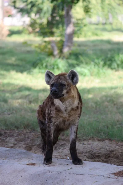 Sırtlan ayakta duruyor. Sırtlan etrafını sarmış..