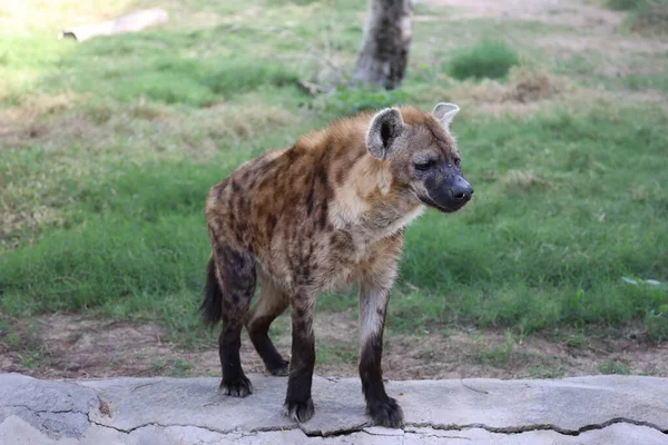 Sırtlan ayakta duruyor. Sırtlan etrafını sarmış..