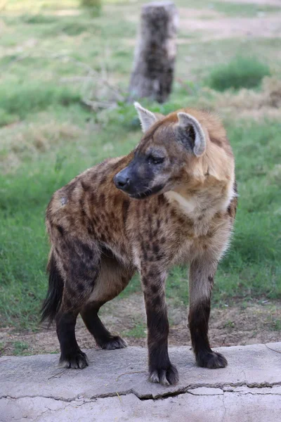 Sırtlan ayakta duruyor. Sırtlan etrafını sarmış..