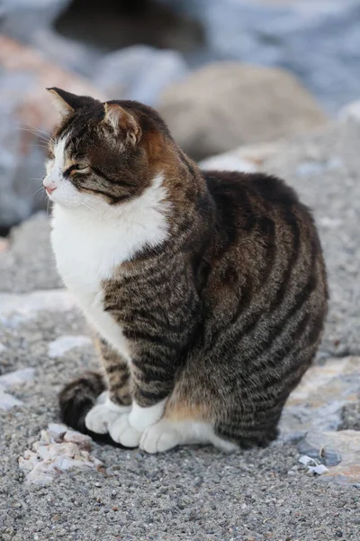 Tombul bir kedi kayalık bir sahilde oturur. Yüksek kalite fotoğraf
