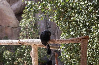 Tahta bir platformdaki doğal ortamında binturong. Yüksek kalite fotoğraf