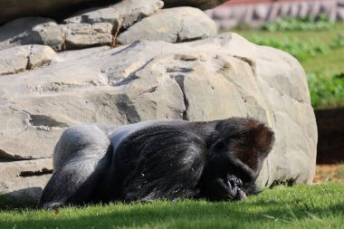 Goril dinlenen kayalar. Bir goril kayanın yanındaki yeşil çimlerin üzerinde dinleniyor. Yüksek kalite fotoğraf
