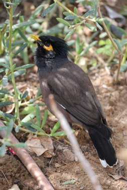 Yeşil çimlerde mayalar, sarı gagalar ve pençeler. Yüksek kalite 4k görüntü