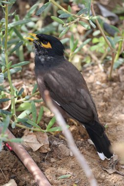 Yeşil çimlerde mayalar, sarı gagalar ve pençeler. Yüksek kalite 4k görüntü