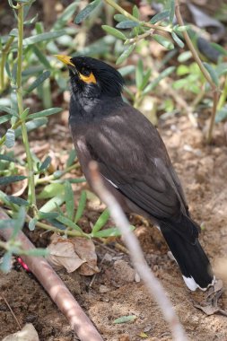 Yeşil çimlerde mayalar, sarı gagalar ve pençeler. Yüksek kalite 4k görüntü