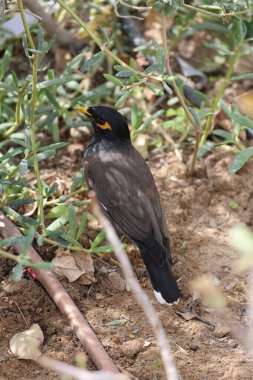Yeşil çimlerde mayalar, sarı gagalar ve pençeler. Yüksek kalite 4k görüntü