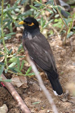 Yeşil çimlerde mayalar, sarı gagalar ve pençeler. Yüksek kalite 4k görüntü