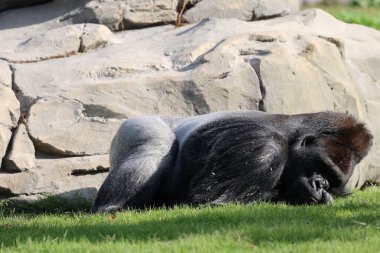 Goril dinlenen kayalar. Bir goril kayanın yanındaki yeşil çimlerin üzerinde dinleniyor. Yüksek kalite fotoğraf