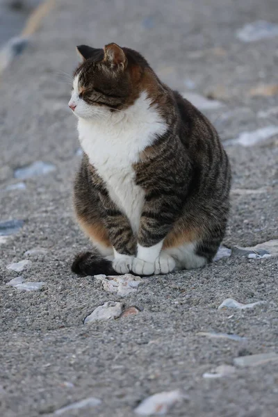 Tombul bir kedi kayalık bir sahilde oturur. Yüksek kalite fotoğraf