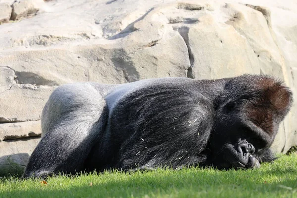 Goril dinlenen kayalar. Bir goril kayanın yanındaki yeşil çimlerin üzerinde dinleniyor. Yüksek kalite fotoğraf