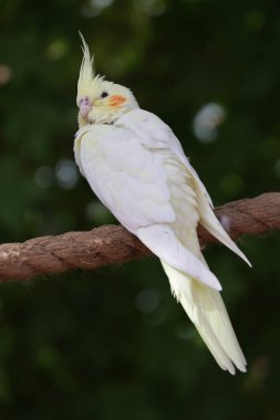 Papağan tünemiş ağaç. Sarı papağan tünemiş. Yüksek kalite fotoğraf