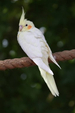 Papağan tünemiş ağaç. Sarı papağan tünemiş. Yüksek kalite fotoğraf