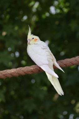 Papağan tünemiş ağaç. Sarı papağan tünemiş. Yüksek kalite fotoğraf