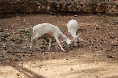 Beyaz geyik dövüşü. Beyaz geyik bir çam parkında çıplak zemin zeminine karşı. Yüksek kalite 4k görüntü