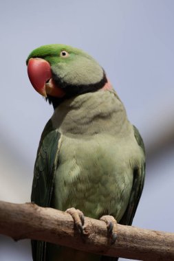 Papağan tünemiş ağaç. Dalında kırmızı gagası olan yeşil bir papağan. Yüksek kalite fotoğraf