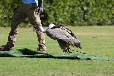 Akbaba kuş gösterisi, yırtıcı kuş. Yüksek kalite fotoğraf