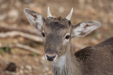 Geyik doğal yaşam alanı. Hayvanat bahçesindeki çam ormanında geyik. Yüksek kalite 4k görüntü