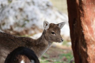 Genç geyik dışarıda. Geyik doğal yaşam alanı. Yüksek kalite 4k görüntü