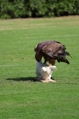 Bir kartal bir tavşan yakalar. Bir kartal avını yakalar. Bulanık bir arka plan, yırtıcı bir kuş, sert bir bakış. Yüksek kalite fotoğraf. Yüksek kalite fotoğraf.