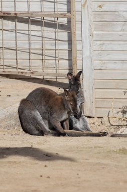 Kangurular güneşin tadını çıkarırlar. Dinlenen hayvanlar korunuyor. Yüksek kalite fotoğraf