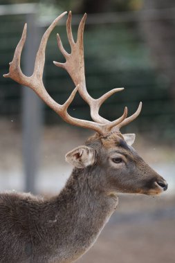 Geyik doğal habitatı. Ormanda boynuzlu güzel bir geyiğin yakın çekimi. Yüksek kalite 4k görüntü