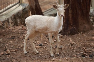 Geyik doğal yaşam alanı. Hayvanat bahçesindeki çam ormanında geyik. Yüksek kalite 4k görüntü