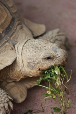 Kaplumbağa ot yiyor. Büyük bir kara kaplumbağası manzarası. Çok kaliteli bir fotoğraf.