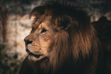 Sıcak doğal ışıkta yakalanan bir aslan, mesafeye bakarken sakince dinlenir. Portre doğal ortamındaki güç, güzellik ve zarafeti vurguluyor. Doğa, vahşi doğa ve hayvan fotoğrafçılığı projeleri için ideal..