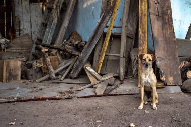 Sakin bir köpek, eski ahşap tahtalar ve aletlerle çevrili kırsal bir arazide duruyor. Ilık doğal ışık, basit tarım ortamını vurguluyor. Kırsal yaşam hayvanları ve açık hava çalışmaları ile ilgili temalar için uygun otantik bir kırsal ortam yaratıyor.