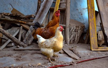 İki çiftlik tavuğu, ahşap tahtalar ve aletlerle çevrili bir kır evinde duruyor. Doğal ışık tüylerini ön plana çıkarıyor ve tarım temaları, kırsal yaşam ve çiftlik hayvanları için uygun otantik bir kır manzarası oluşturuyor..