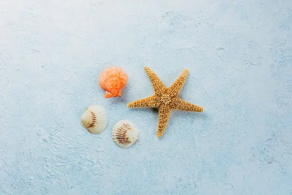 Top View Dried Starfish Small Seashells Placed Plaster Surface Summer — Stock Photo, Image