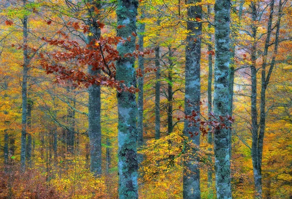 Schilderachtig Landschap Van Herfsthout Met Kleurrijke Loofbomen Tijdens Het Herfstseizoen — Stockfoto