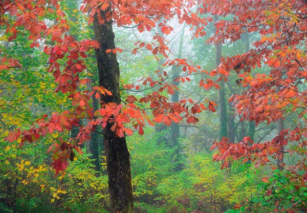 Malownicze Krajobrazy Jesiennego Drewna Kolorowymi Drzewami Liściastymi Sezonie Jesiennym — Zdjęcie stockowe