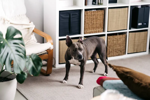 American Staffordshire Terrier Con Cappotto Marrone Bianco Piedi Sul Pavimento — Foto Stock