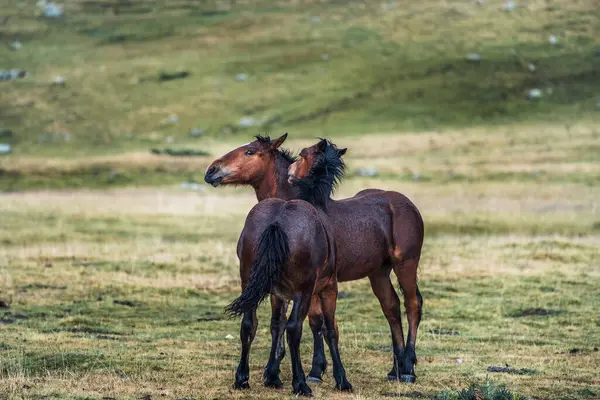 Anmutiges Streicheln Der Pferde Auf Verschwommenem Hintergrund Der Wiese Mit — Stockfoto