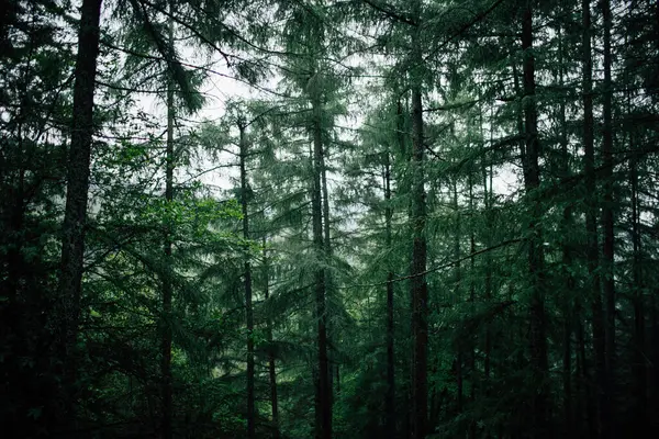 寒い日に鬱蒼とした森の中で成長する幹に地衣類と背の高い針葉樹の木 — ストック写真