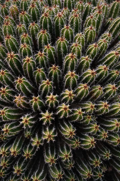 Υψηλή Γωνία Πράσινου Echinopsis Pachanoi Κάκτοι Αιχμηρά Αγκάθια Που Φυτρώνουν — Φωτογραφία Αρχείου