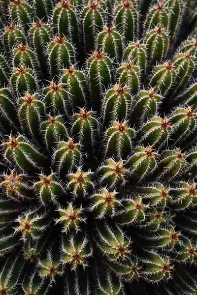 Alto Ângulo Verde Echinopsis Pachanoi Cactos Com Espinhos Afiados Crescendo — Fotografia de Stock